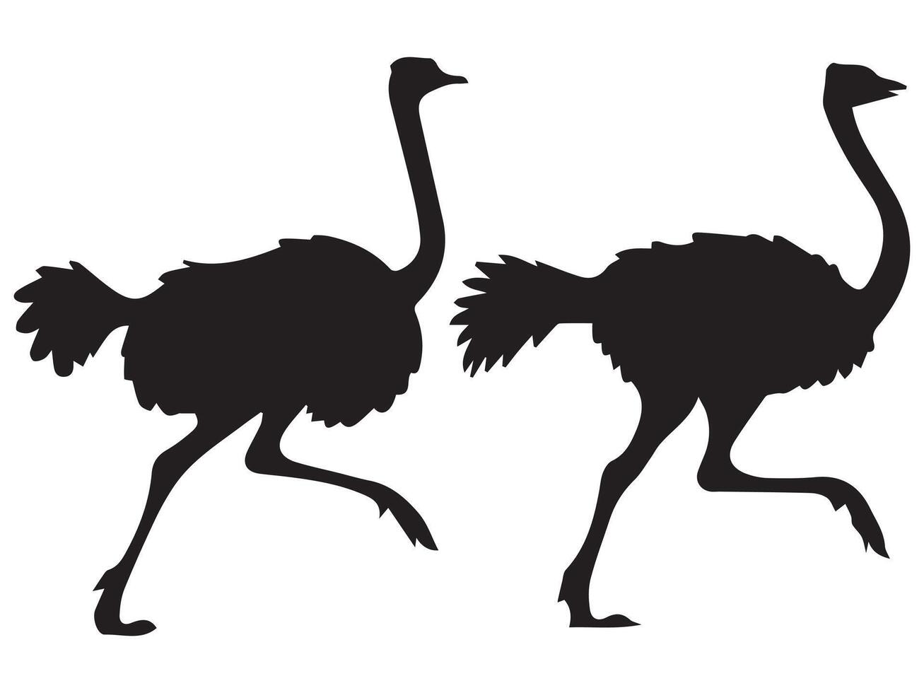 Ostrich Silhouettes Illustration on White Background vector