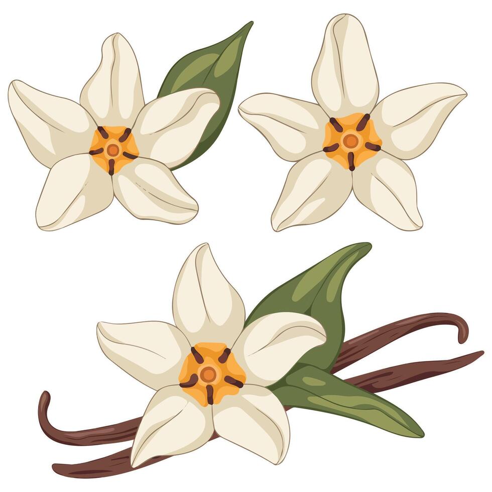 Vanilla Bean Aromatic Additive Concept for Design vector