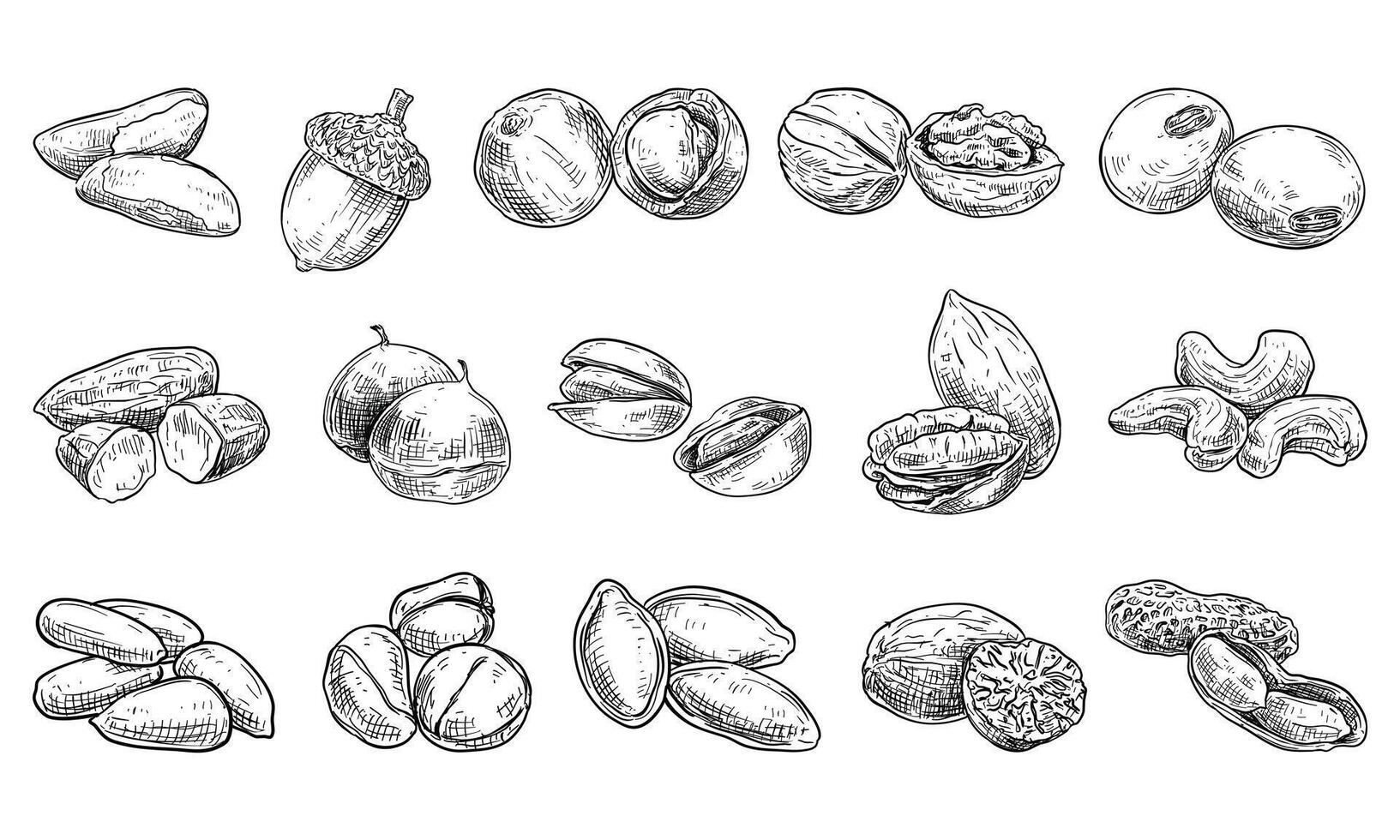 snack nuts handdrawn collection vector