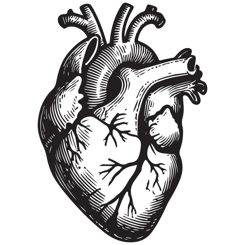 Detailed Human Heart Silhouette Art for Medical Designs vector