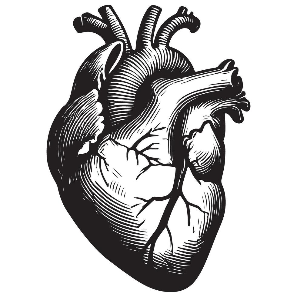 Realistic Heart Illustration Anatomical Organ Medical Design vector