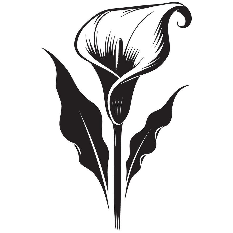 Elegant Calla Lily Silhouette Flower Art for Floral Designs vector