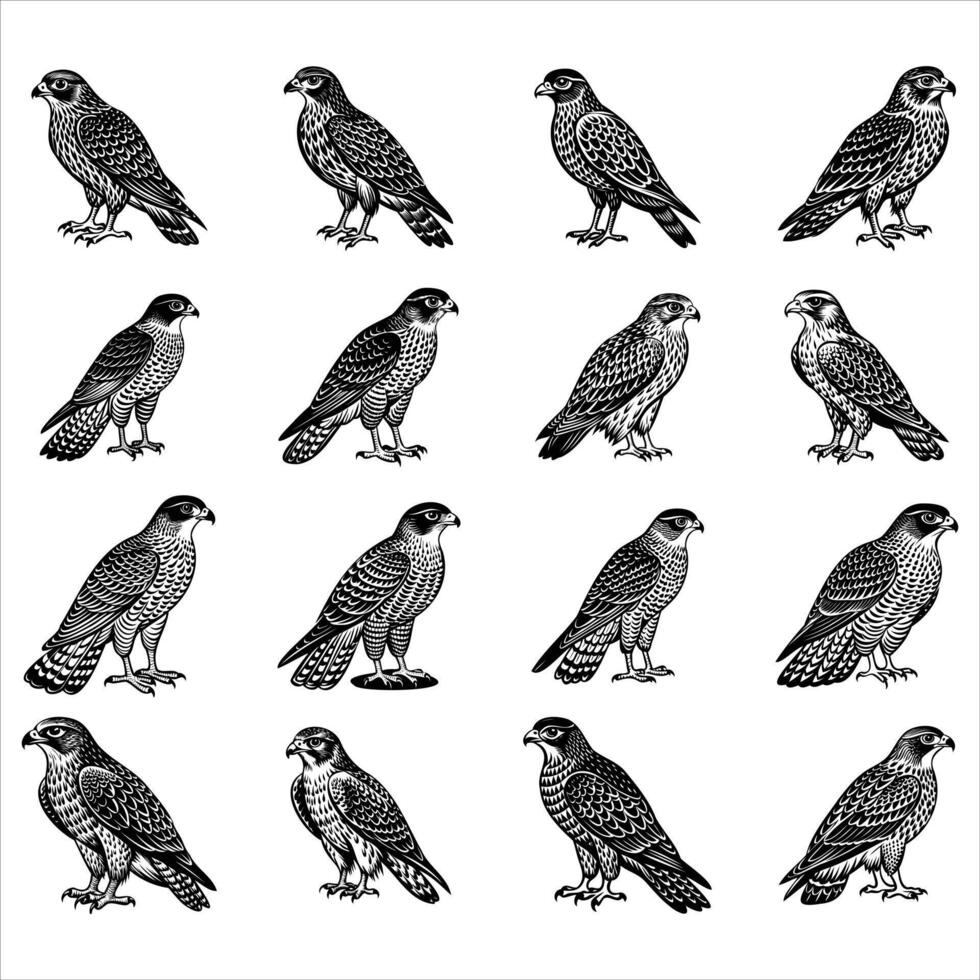 Hawk Bird svg vector