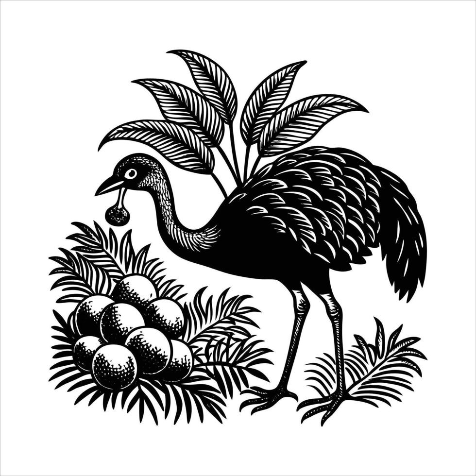 Unveiling the Cassowary Nature vector
