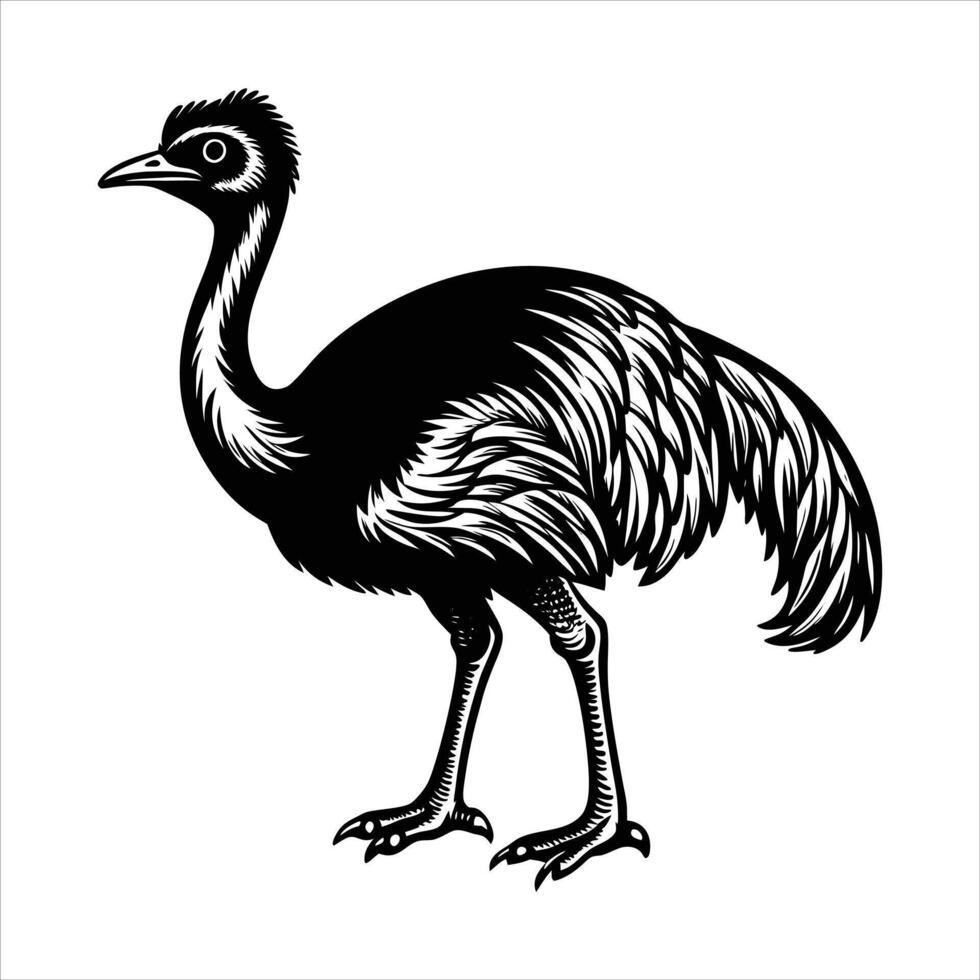 Cassowary cartoon isolated vector