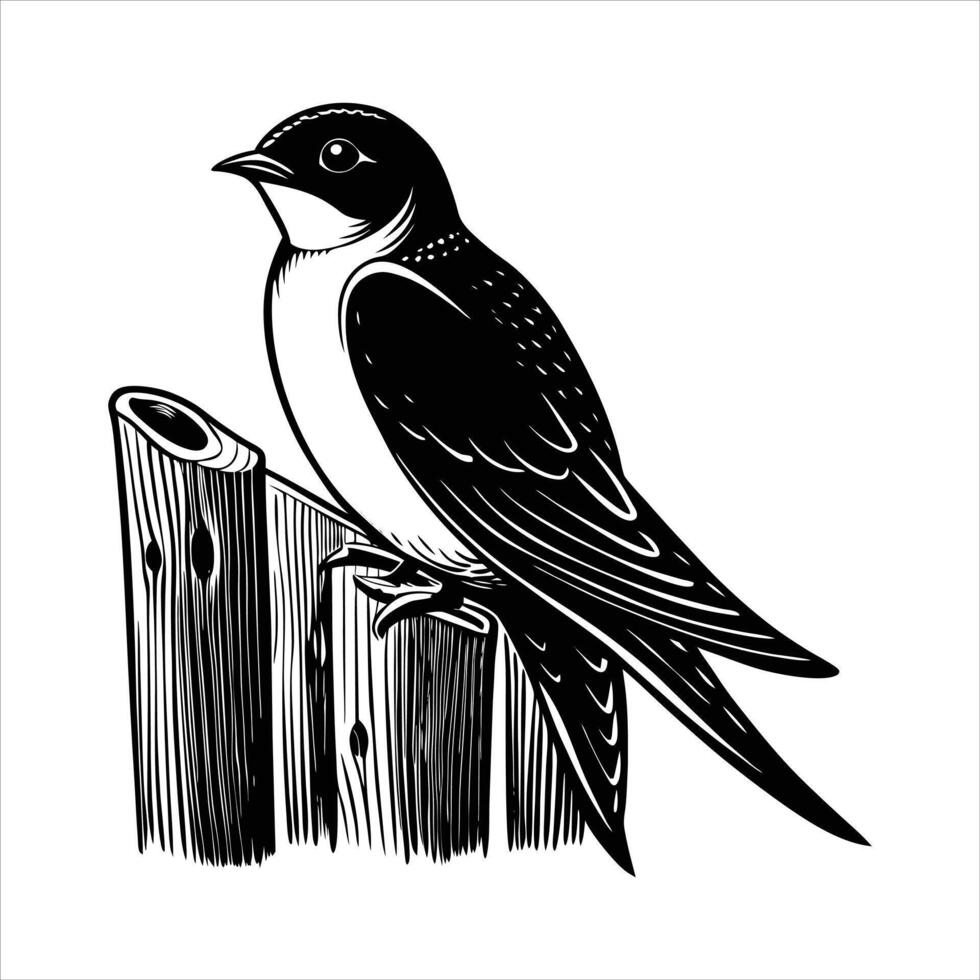 Barn Swallow Perched vector