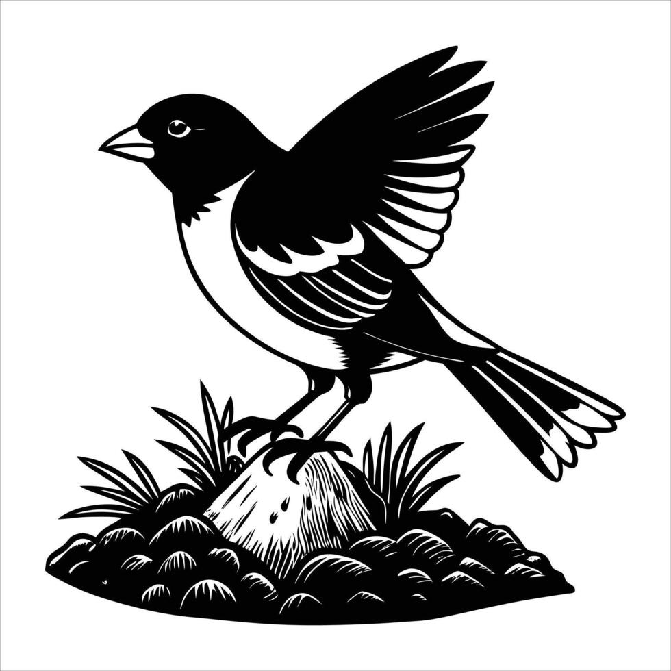 Eurasian Bullfinch Pyrrhula vector