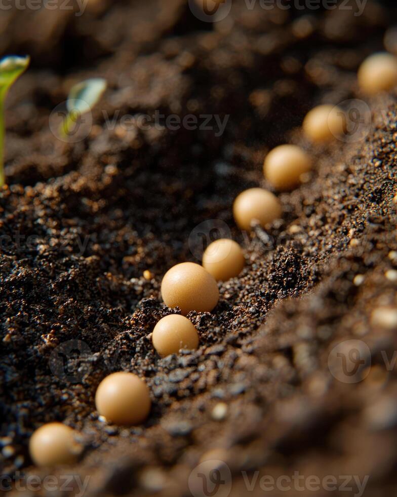 seed sprouting in fertile soil symbolizes growth and renewal photo