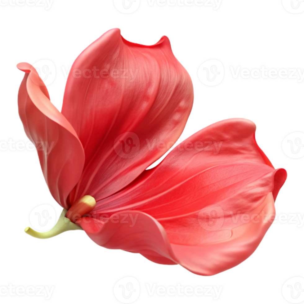 Red Flower Blossom, Petals, Bloom, Botanical, Nature, Floral, Closeup, Macro, Detail png