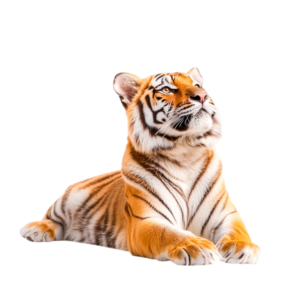 Majestic Tiger Relaxing in Natural Habitat with Striking Patterns png