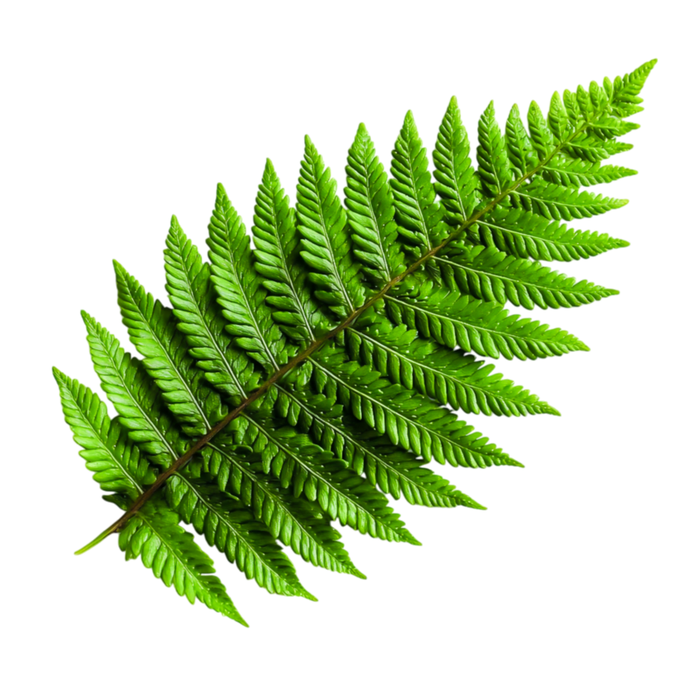 Vibrant Green Fern Leaf Isolated on Clean Background for Nature Use png