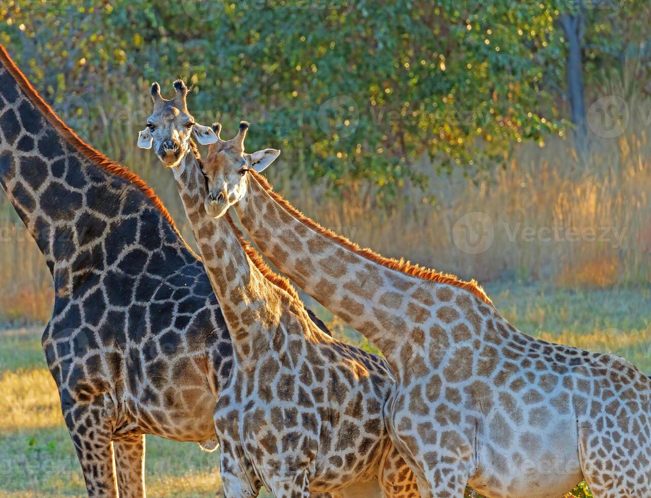 A Pair of Young Giraffe Hanging Together photo