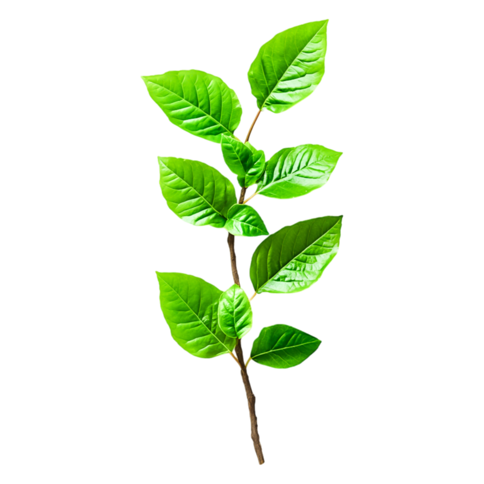 Green Leafy Branch with Glossy Leaves Isolated on png