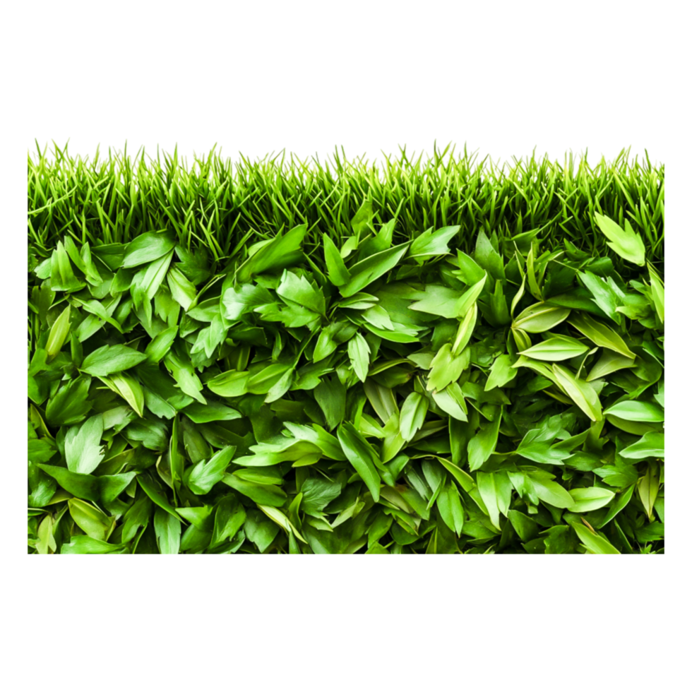 Fresh Green Grass with Vibrant Leaves and Natural Texture Background png