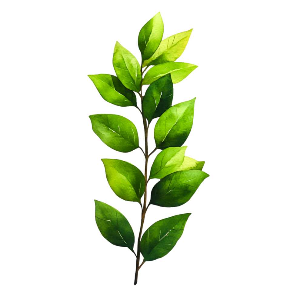 Fresh Green Leafy Branch Isolated on for Design png