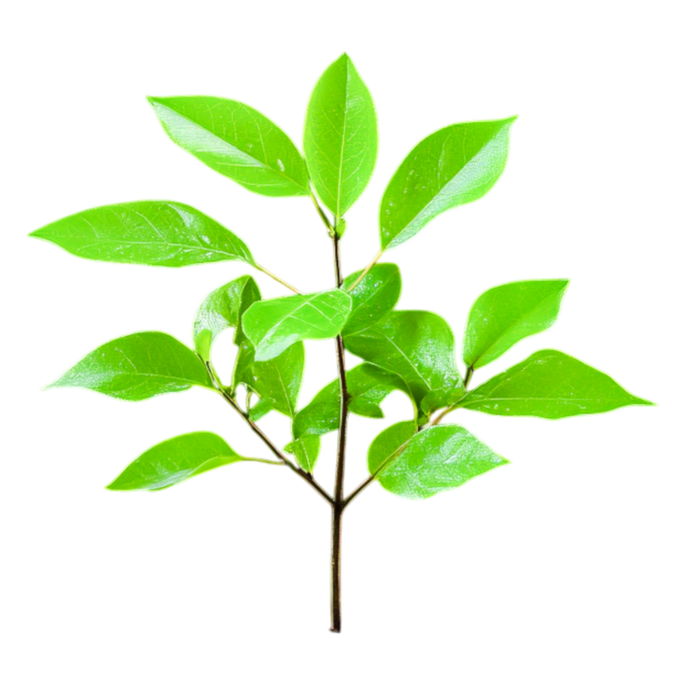 A Fresh Leaves on Branch png
