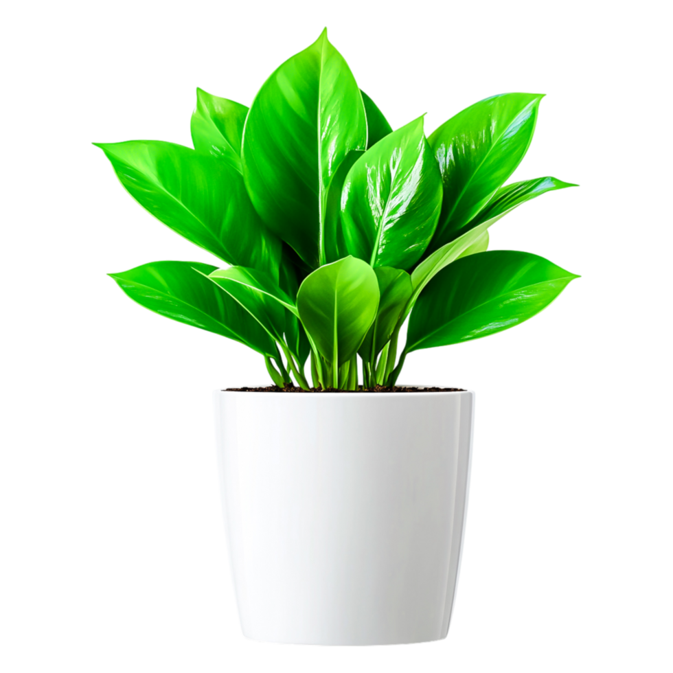 Lush Green Indoor Plant with Vibrant Leaves in White Pot png