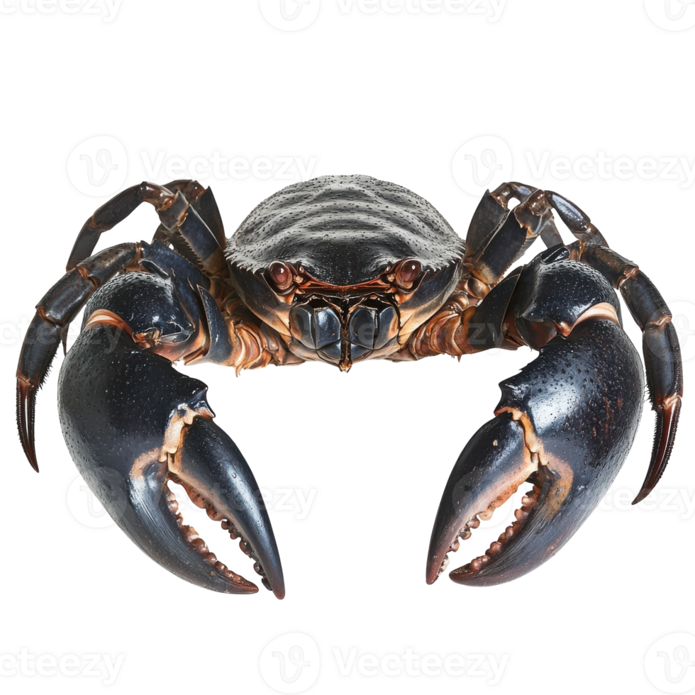 Giant Coconut Crab Claws on transparent background. png