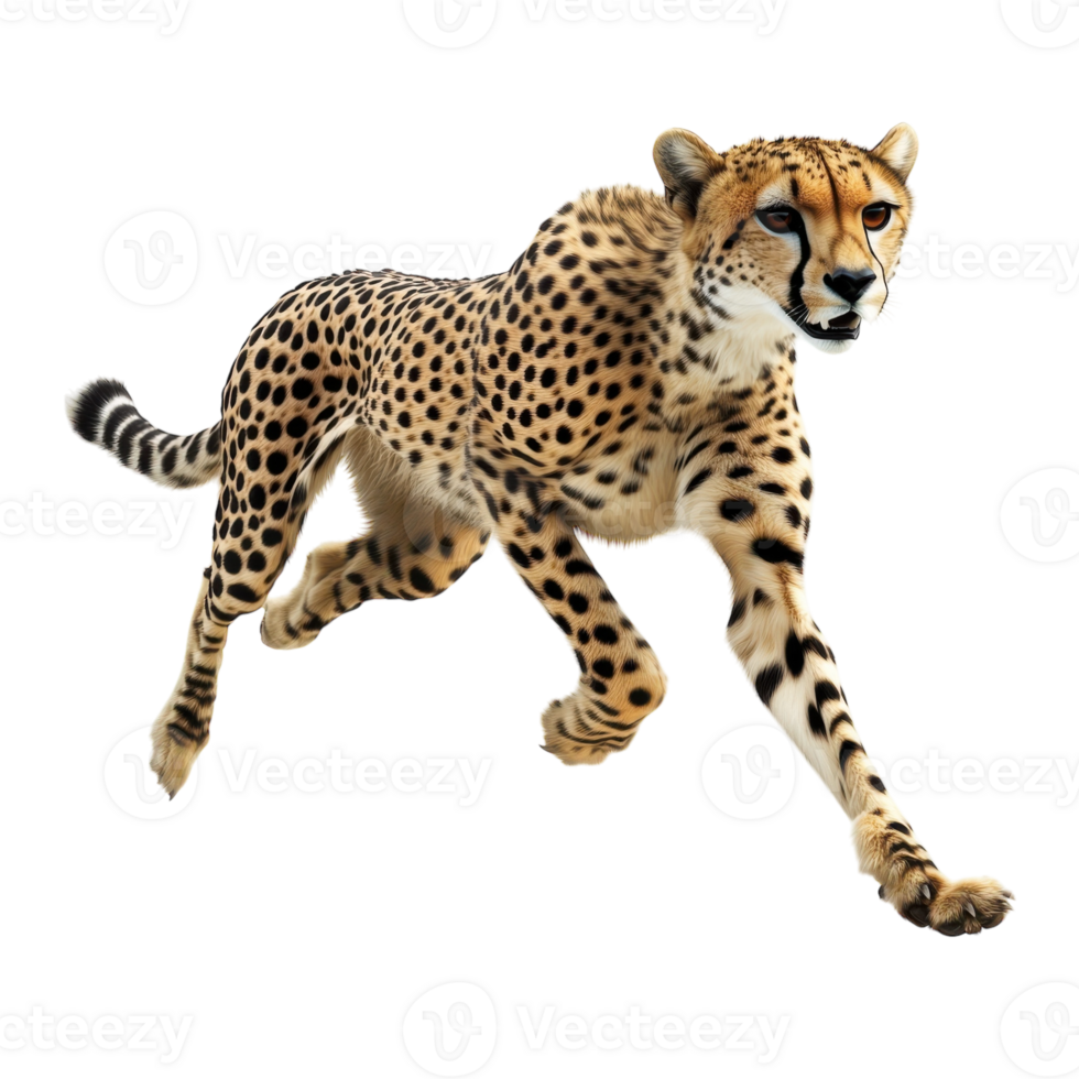 Cheetah in Motion Wildlife Action on transparent background. png