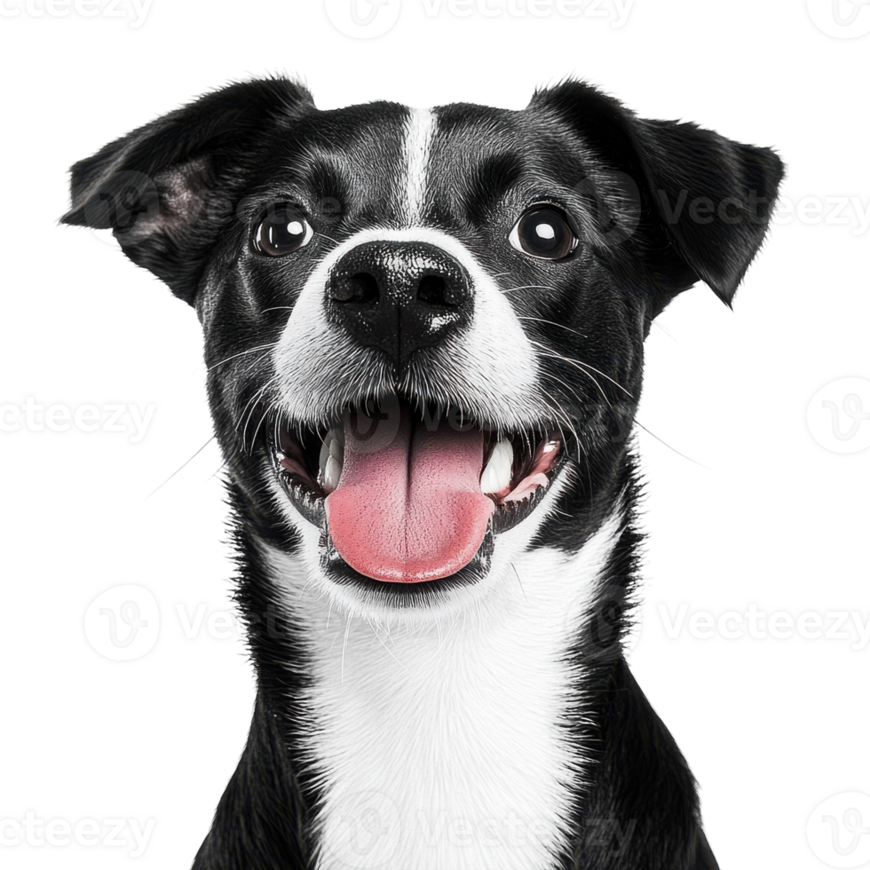 Dog Summer Fun on transparent background. png