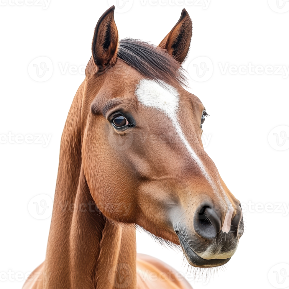 Horse Portrait transparent background. png