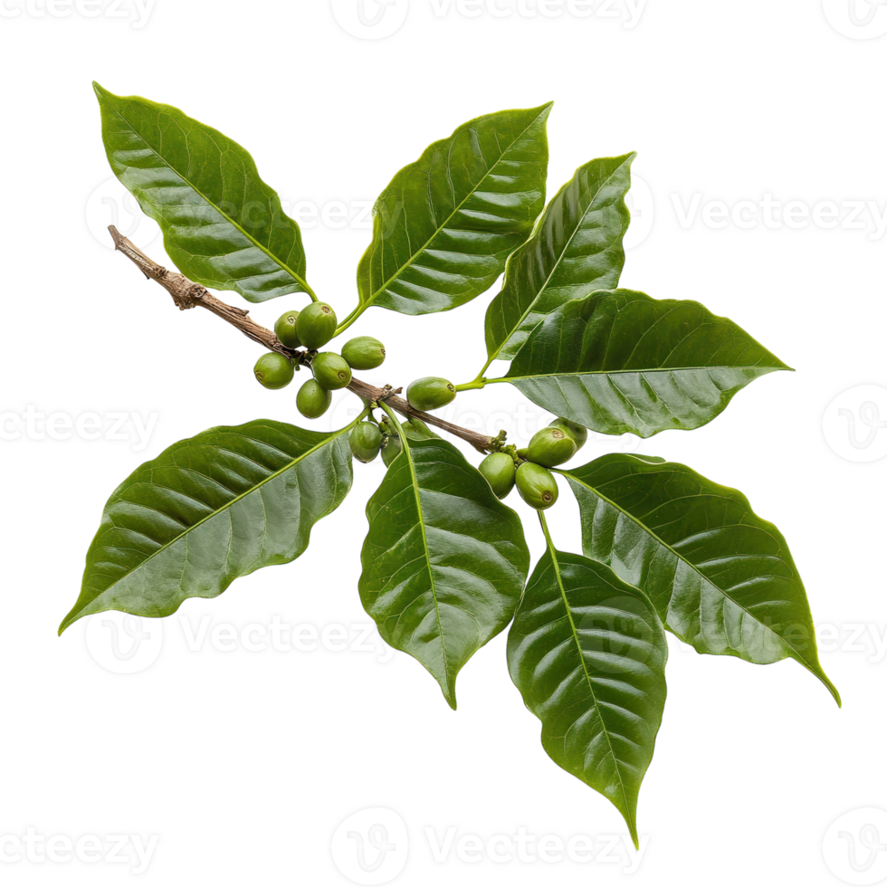 Coffee Plant Branch Detail on transparent background. png