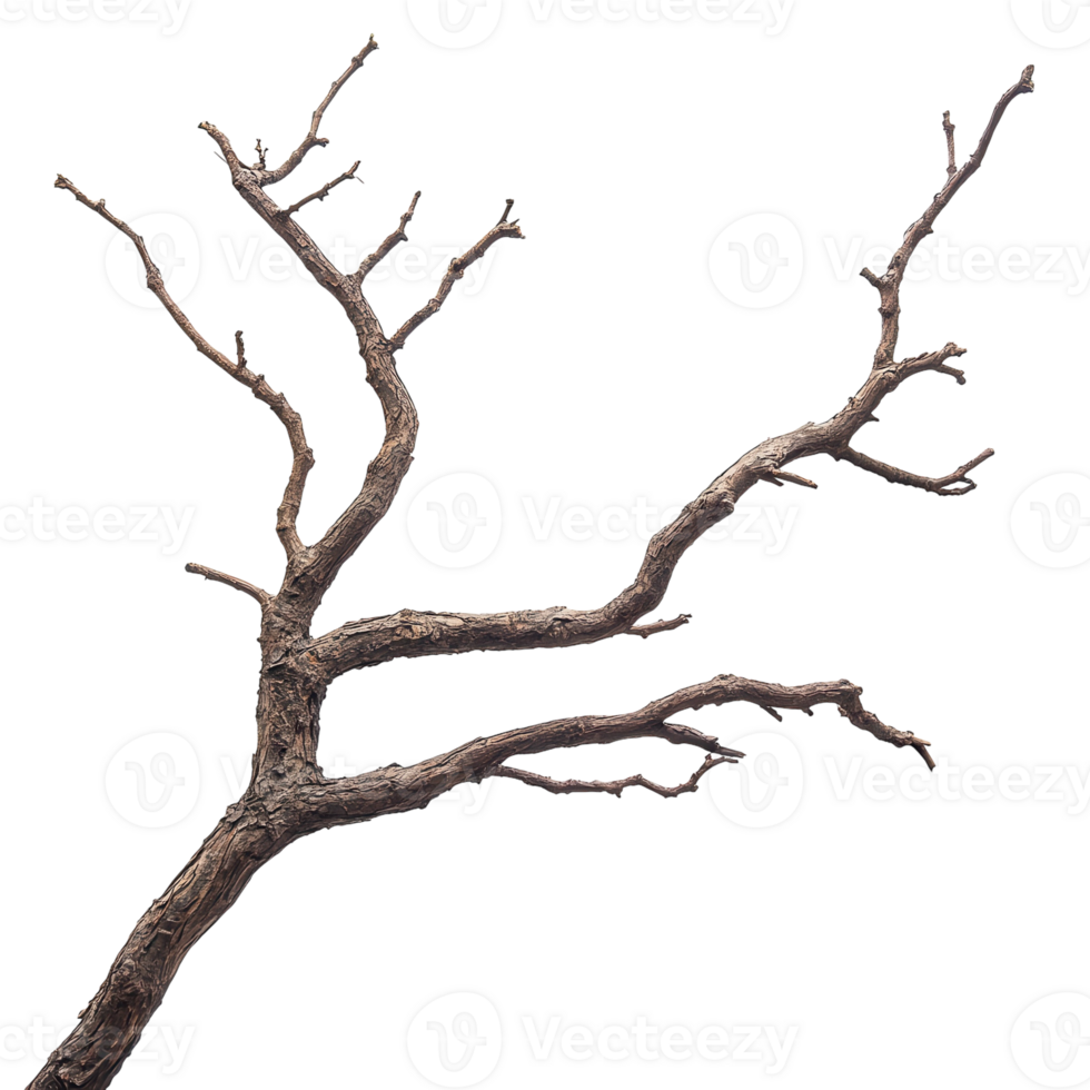Dry Tree Branch White Background on transparent background. png