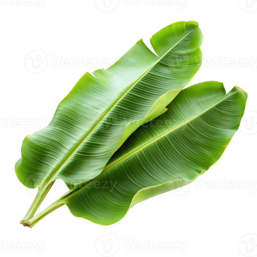 Fresh Green Banana Leaves on transparent background. png