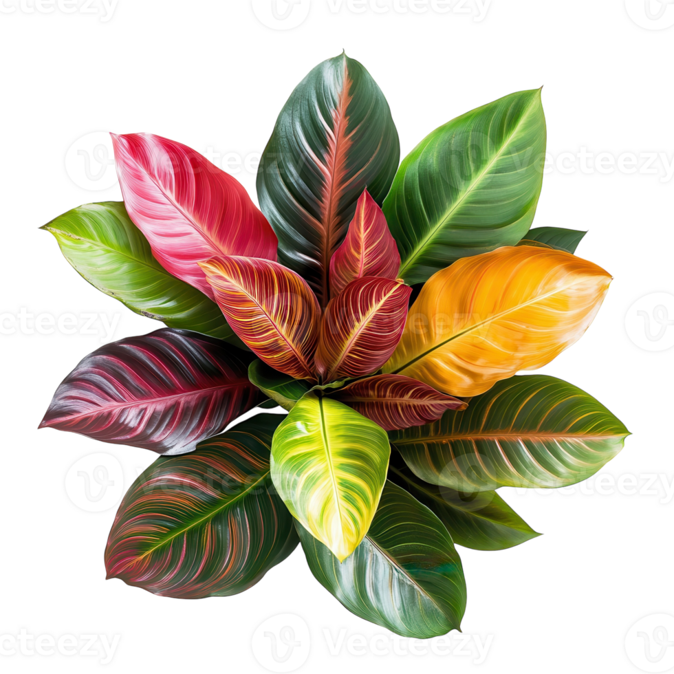 Vibrant Tropical Leaf Arrangement on transparent background. png
