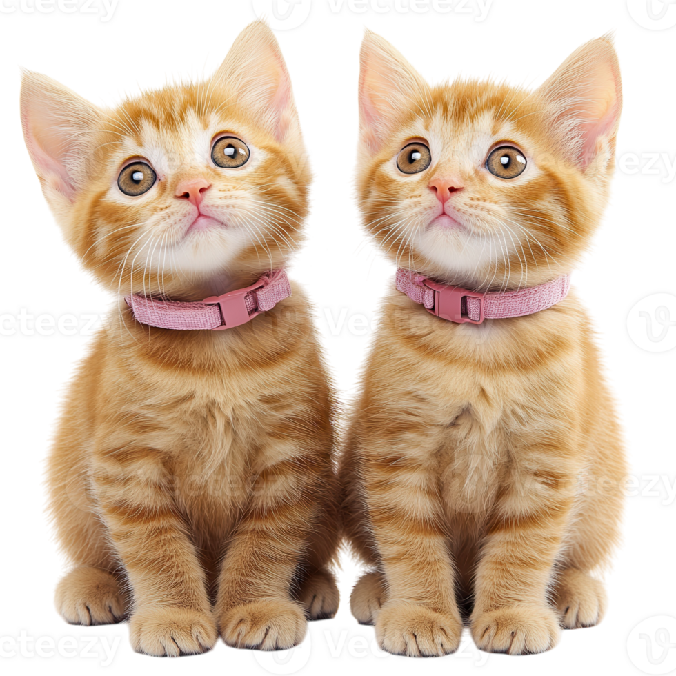 Adorable Orange Kittens Playing on transparent background. png