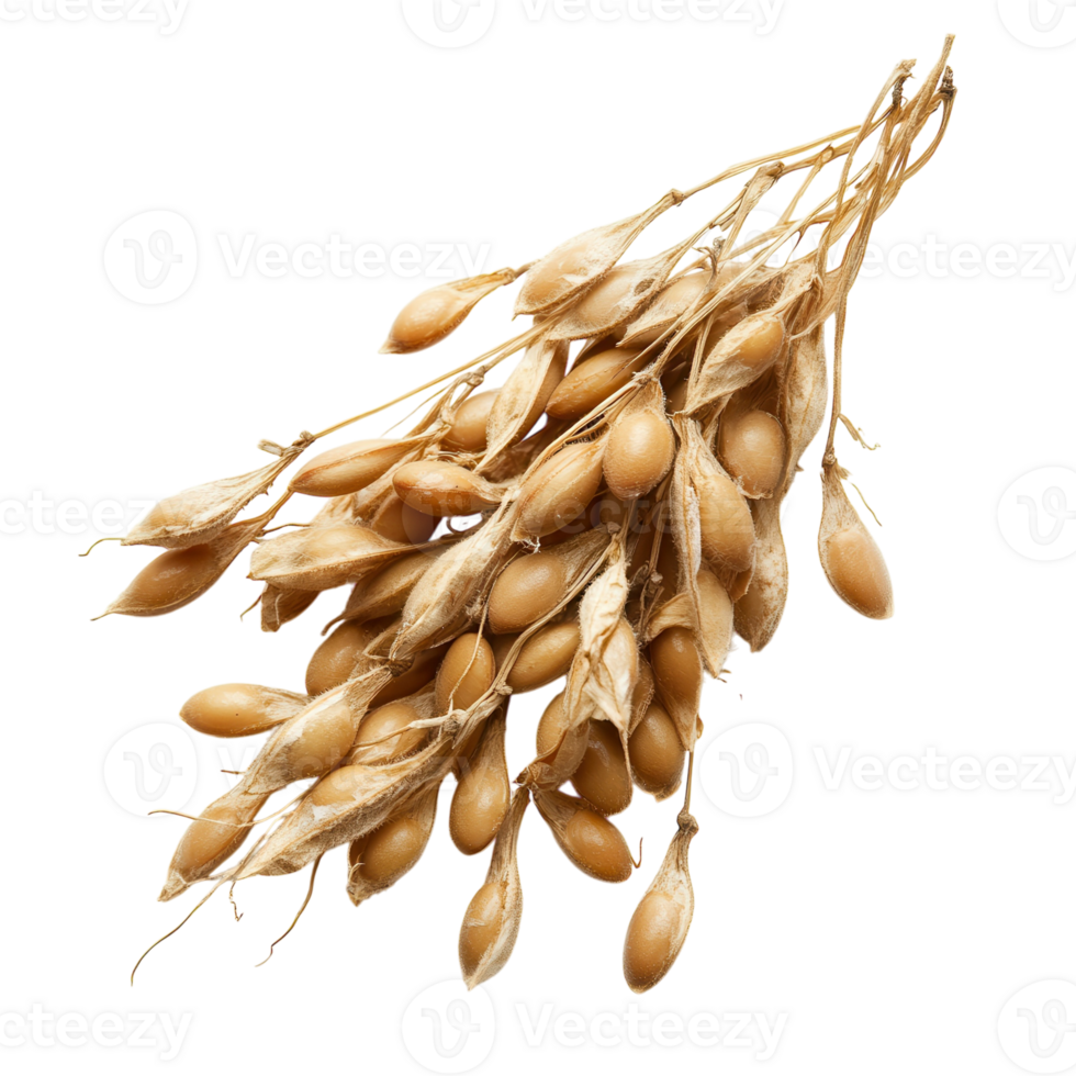 Soya Husk Texture Natural Fiber on transparent background. png