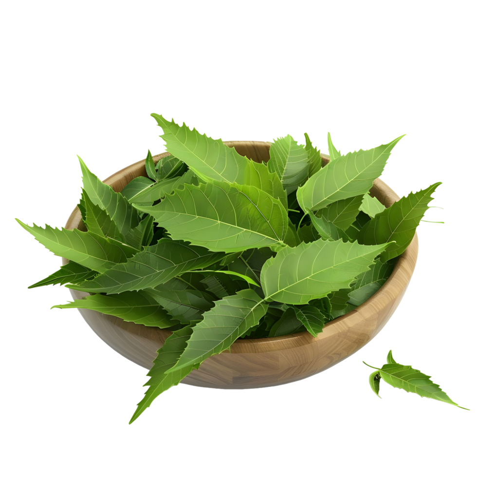 Fresh Neem Leaves in Wooden Bowl isolated on transparent background png