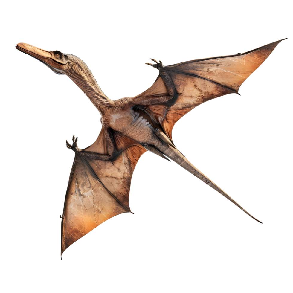 Pterodactyl Flying isolated on transparent background png
