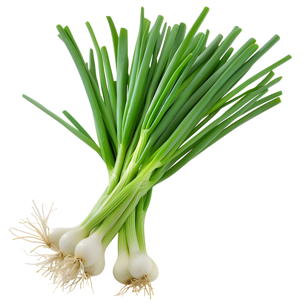 Bunch of fresh spring onions with long green leaves and small roots isolated on transparent background png