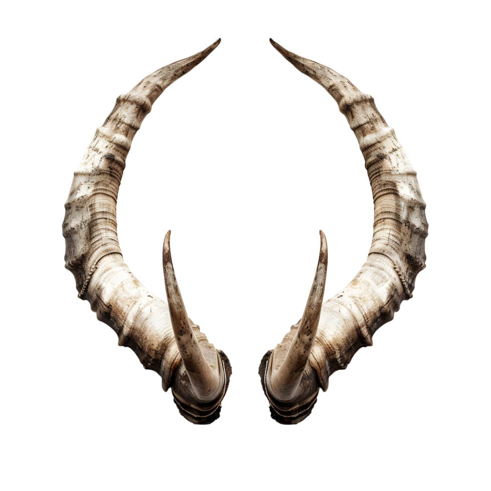 Pair of symmetrical deer antlers with a natural curved shape and rustic texture isolated on transparent background png