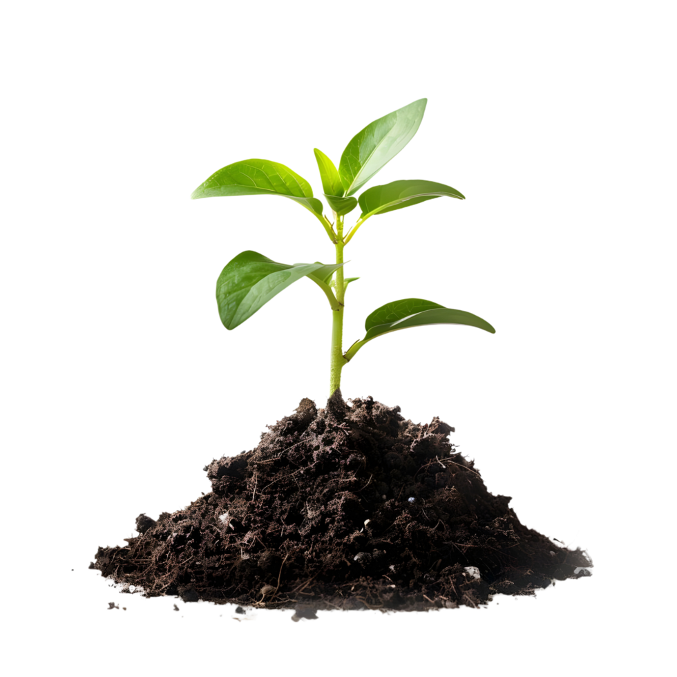 Healthy green seedling emerging from soil, symbolizing growth and nature isolated on transparent background png