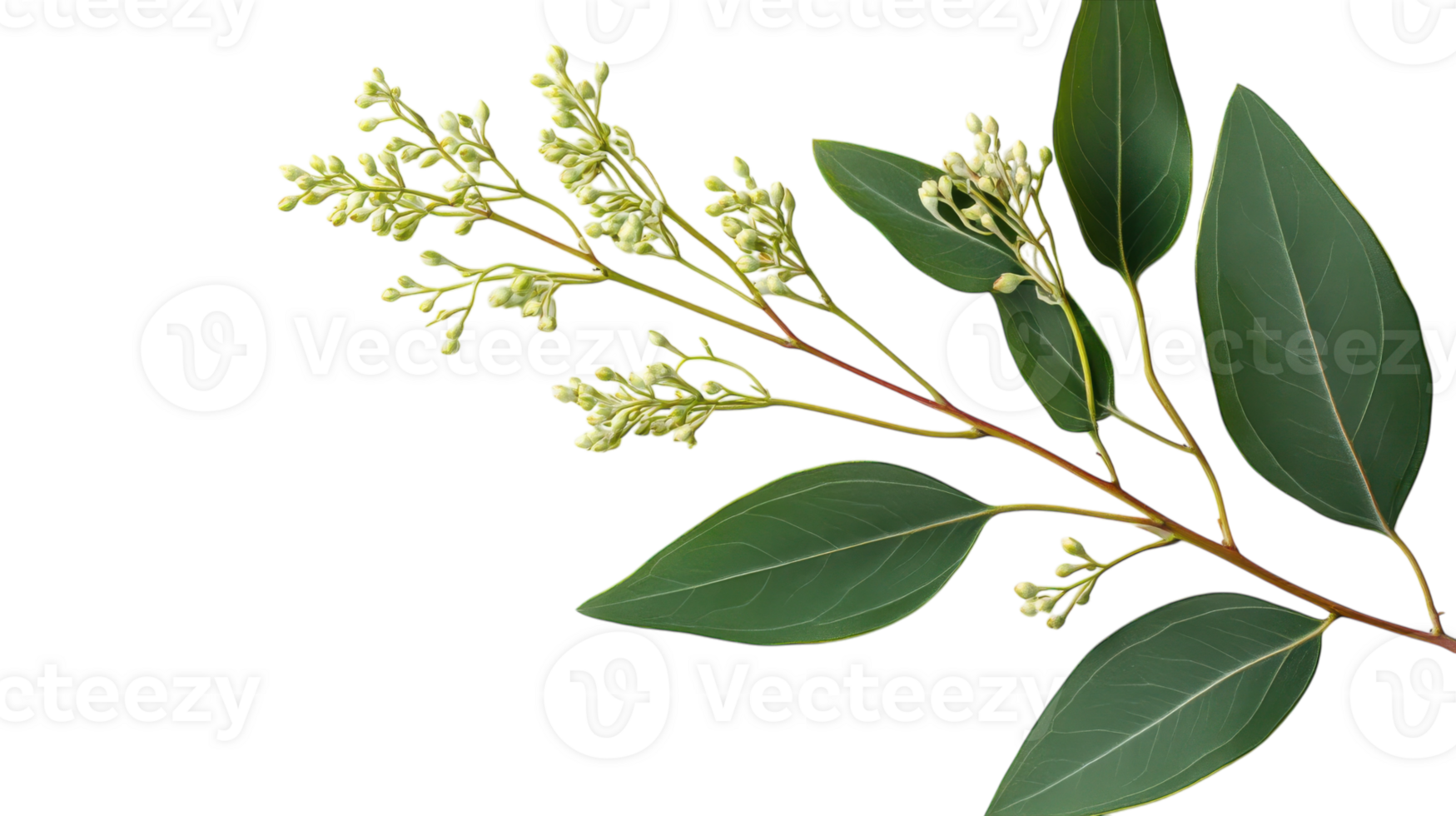 Fresh eucalyptus branch with green leaves and budding flowers arranged on a white background for natural decor png