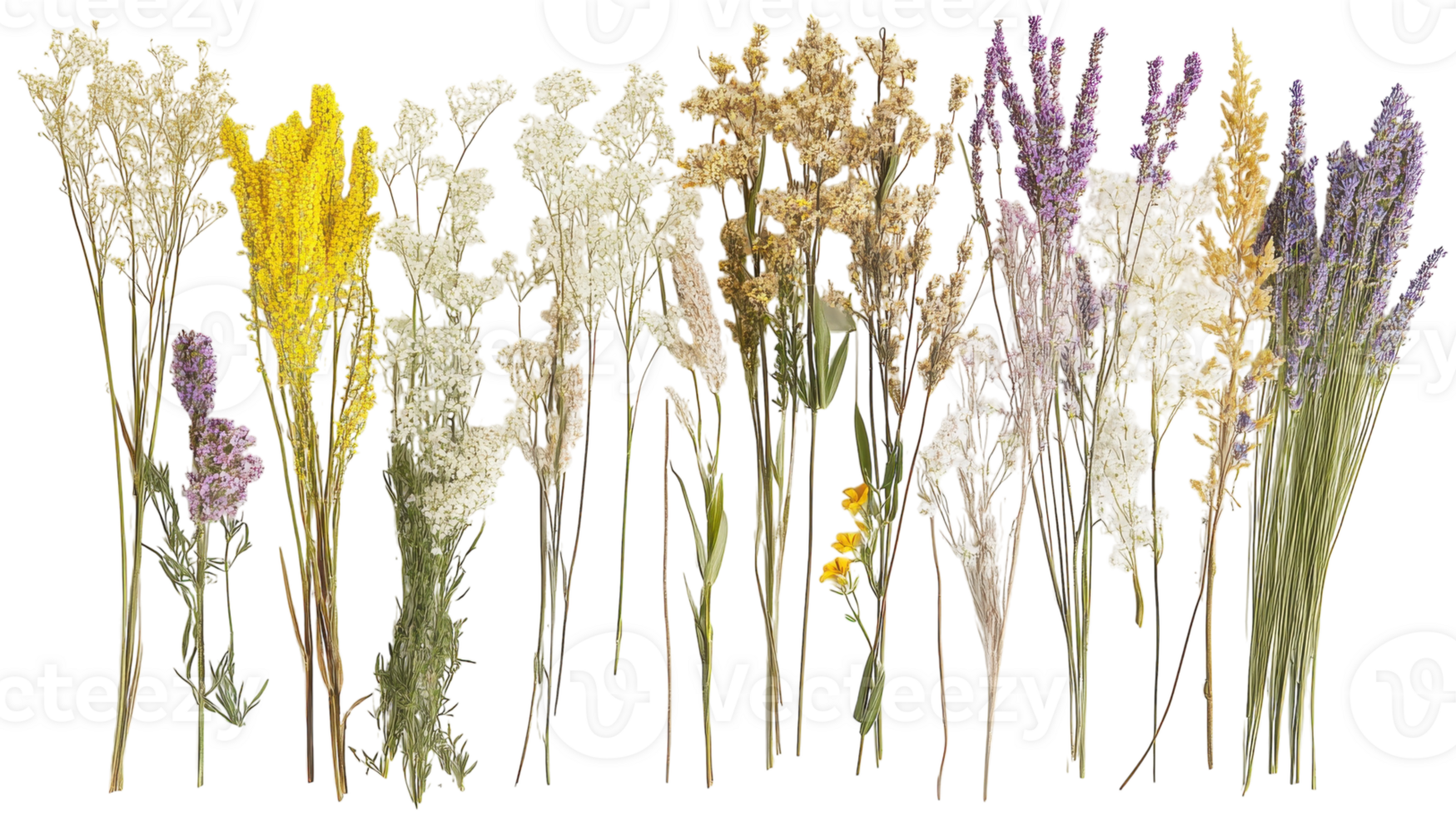 Colorful dried flowers arranged in a decorative display for crafting or home decor png