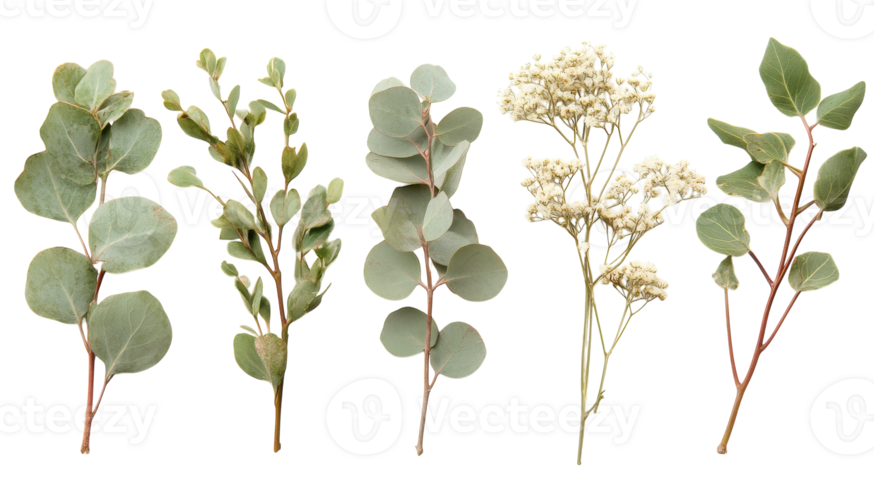 Different types of greenery arranged on a white background showcasing various foliage textures and colors png