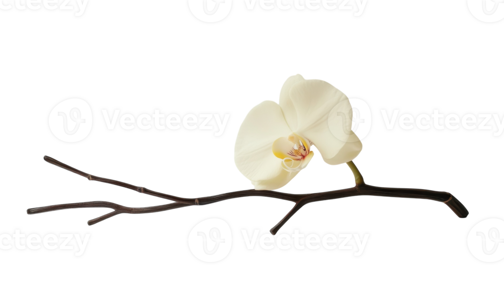 Delicate white orchid flower resting on a slender dark branch against a clean background png
