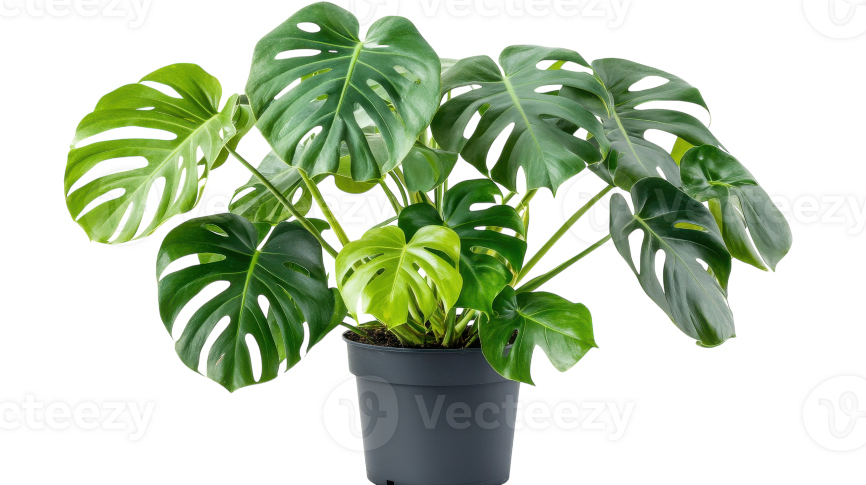 Monstera plant with lush leaves in a pot displayed against a white background png