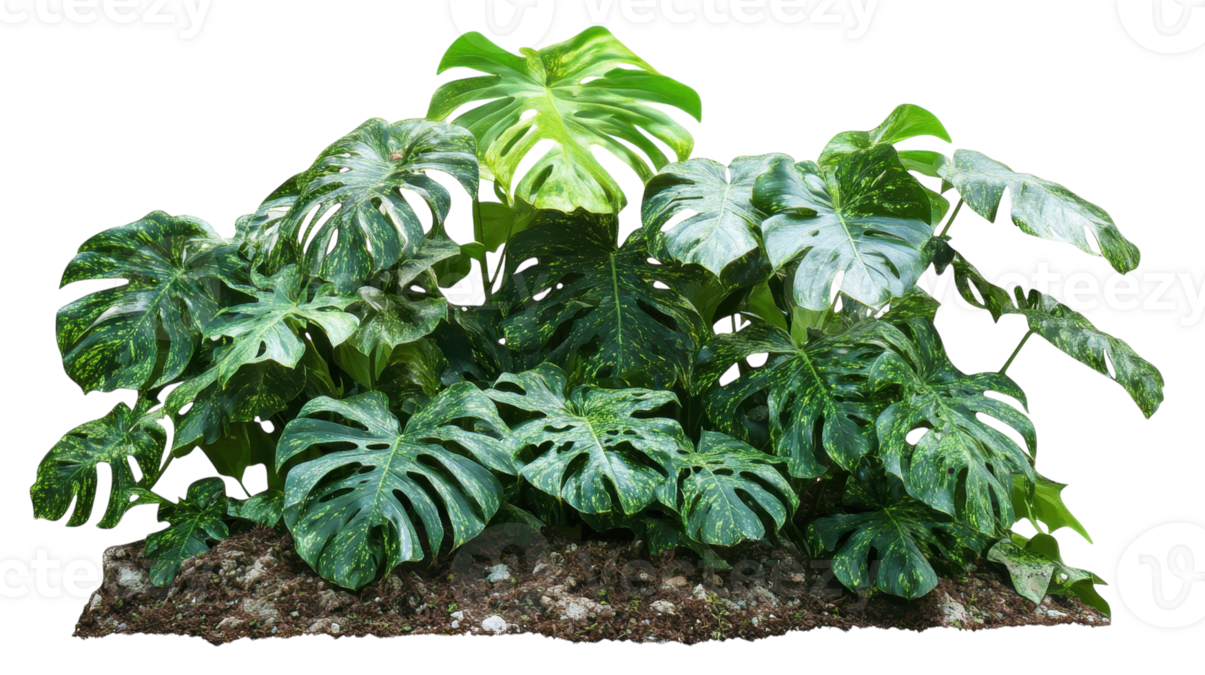 Lush green tropical foliage creating a vibrant indoor garden atmosphere in a bright space png