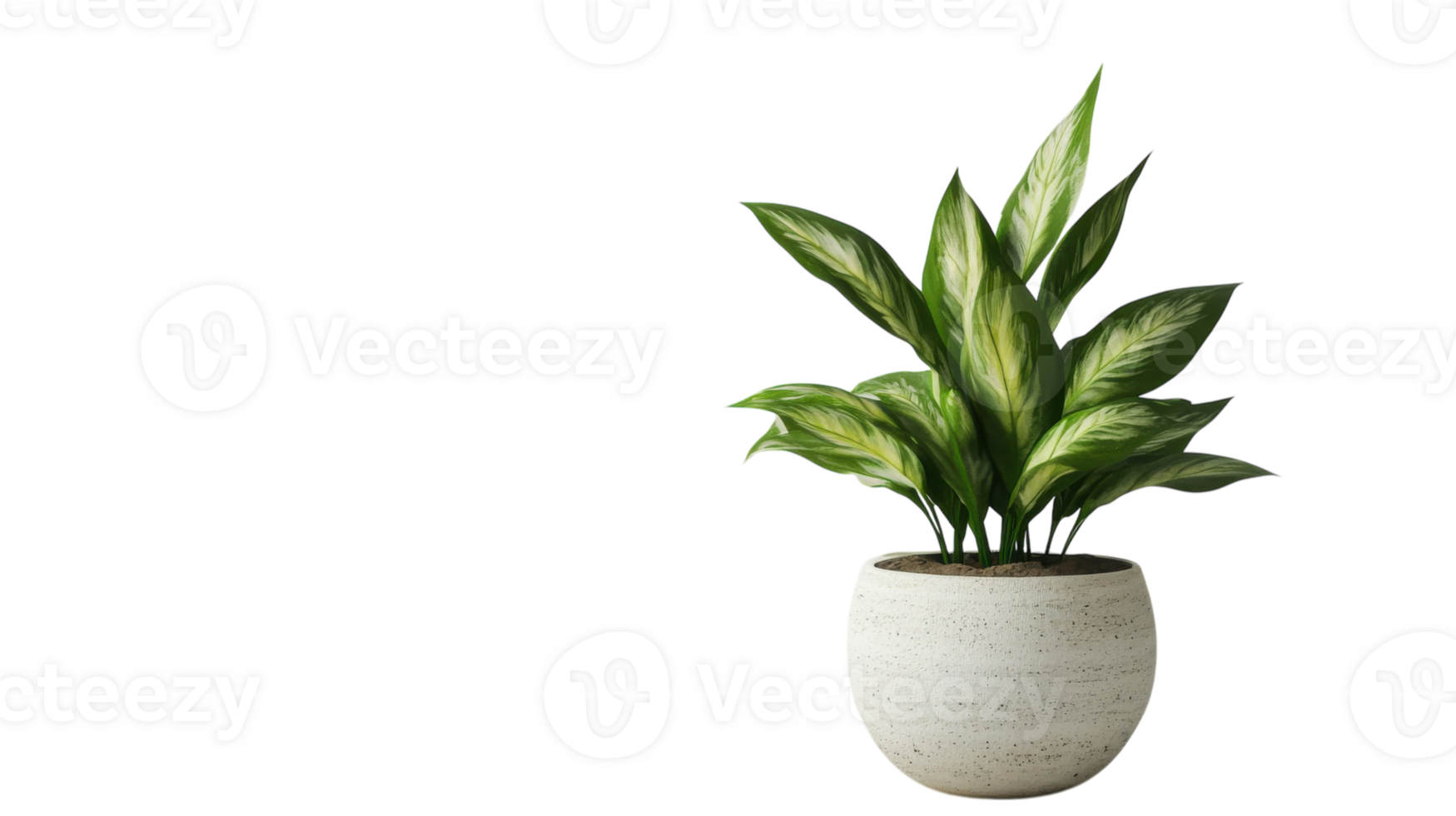 Beautiful green plant in a decorative pot placed against a light background suitable for home decor enhancement png