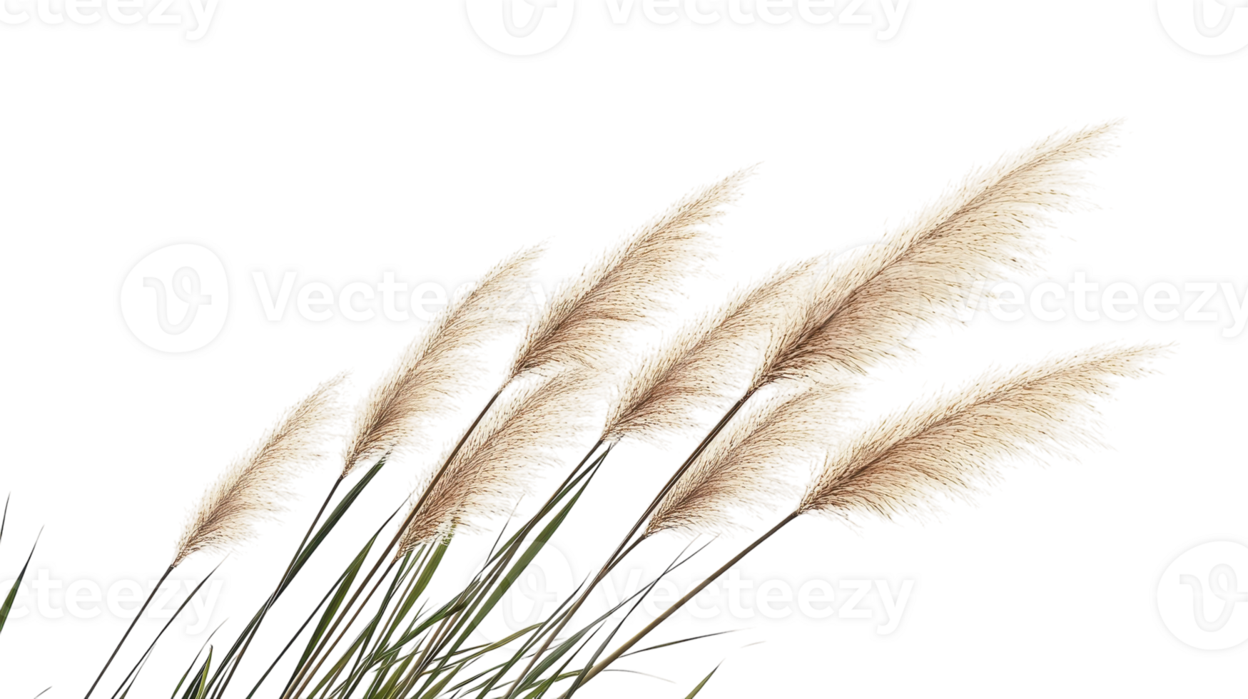 Tall grass swaying gently in the wind against a white background png