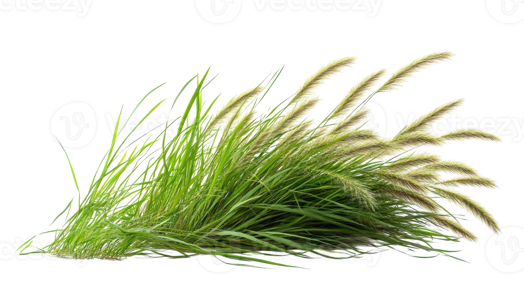 Long green grass with feathery flower heads swaying gently in a light breeze during a sunny afternoon png
