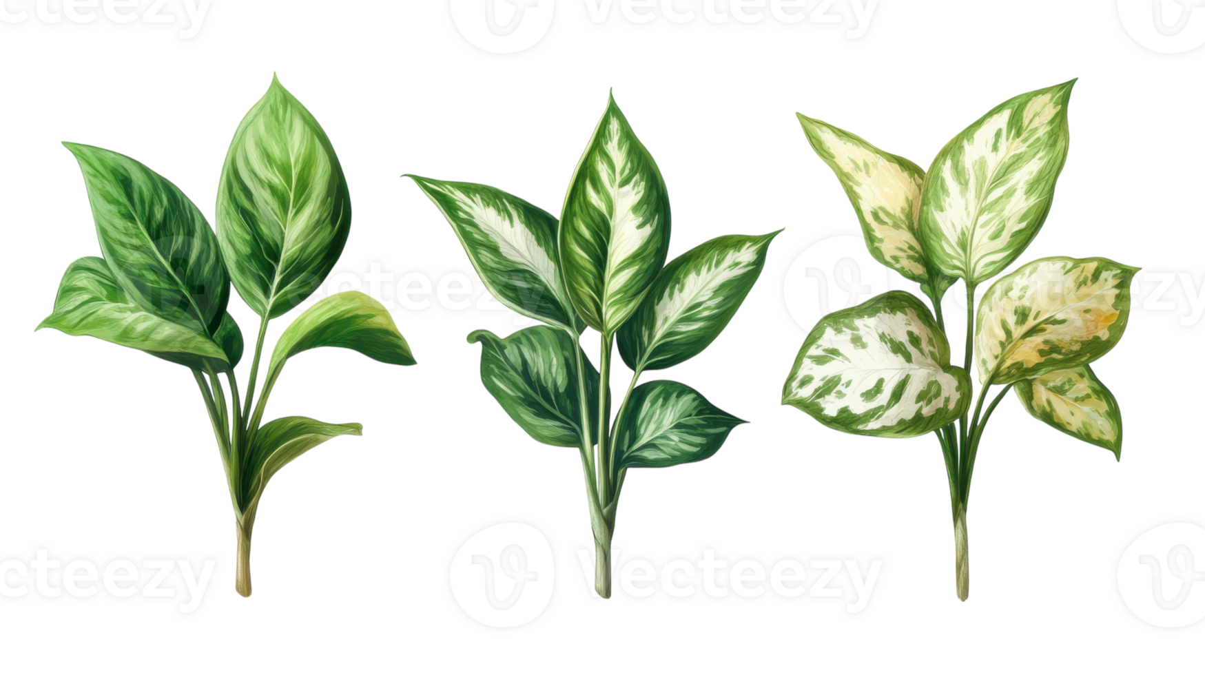 Various types of decorative leaves showcasing different green hues and patterns in a botanical style on a white background png
