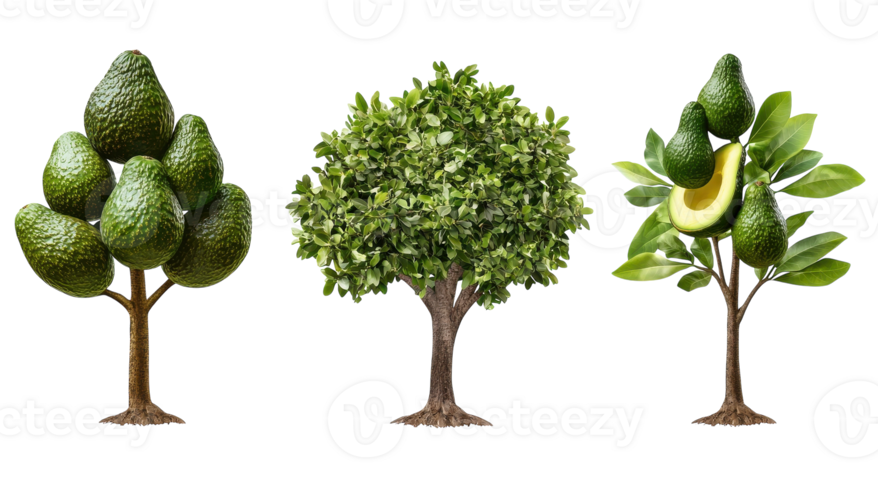 Visual representation of different avocado trees showcasing ripe fruit in varying stages of growth png