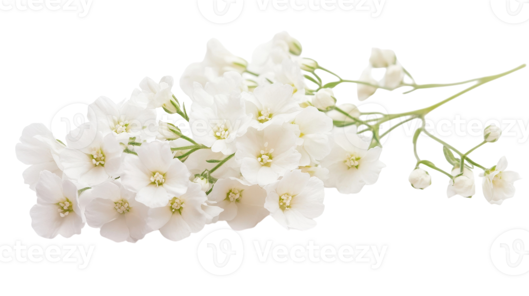 Delicate white flowers arranged beautifully showcasing their soft petals and fine details png