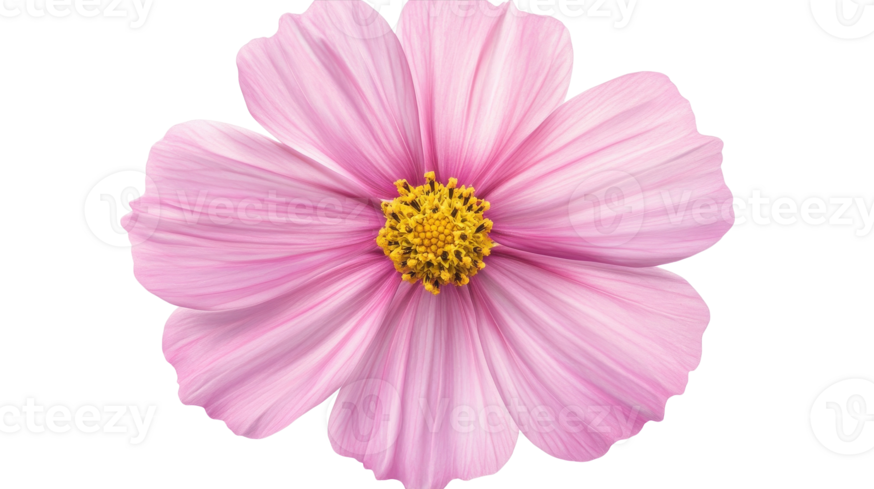Delicate pink flower with yellow center blooms beautifully in a bright setting png