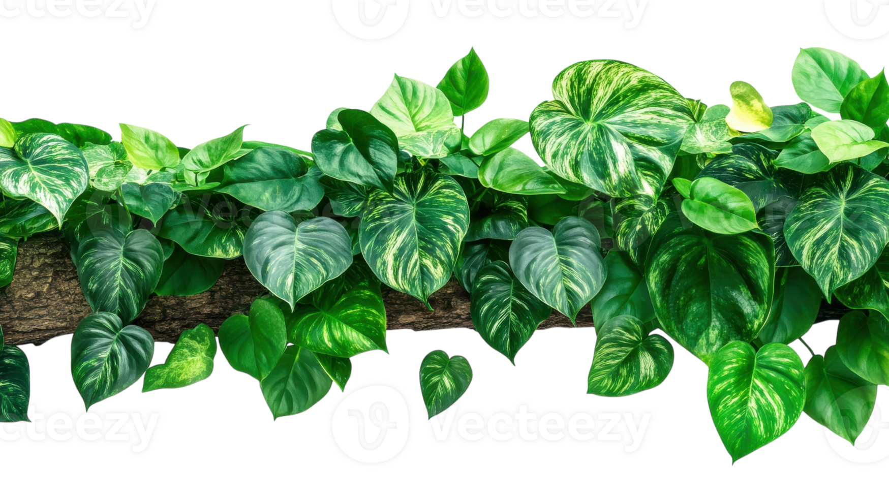 Lush green foliage showcasing a variety of heart-shaped and variegated leaves on a horizontal branch in bright light png